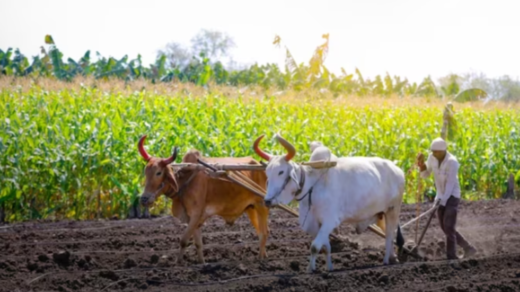 PM fasal Bima Yojana: किसानों को बड़ा लाभ, बटईदार किसानों को मिलेगा मुआवजा, जानिए पूरी जानकारी 3 farmer scheme